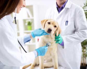 Veterinario Mundo Canino S.l. madrid