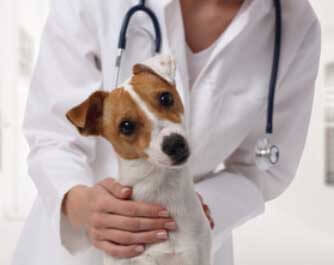 Veterinario Centro Veterinario Y Peluqueria Canina Guindalera logroño