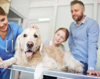 Veterinario Doggy Centro De Estetica Canina valle de egües