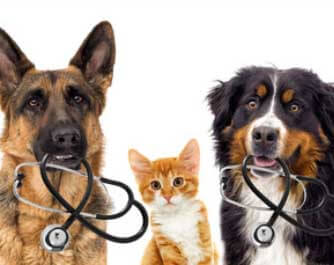Veterinario Doggy Centro De Estetica Canina valle de egües